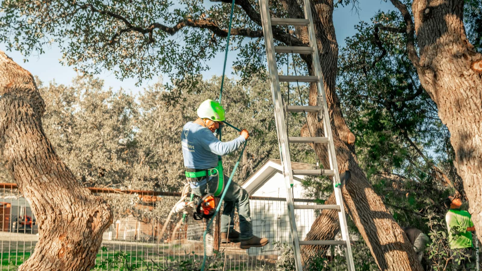 Texas Sun Tree Services